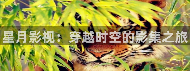 2024天狼影院：星月影视：穿越时空的影集之旅